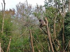 149 BIO PARC DE DOUE LA FONTAINE 7- 2016_000051